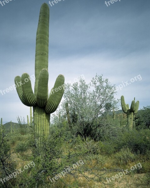 Cactus Saguaro Southwest West Dry