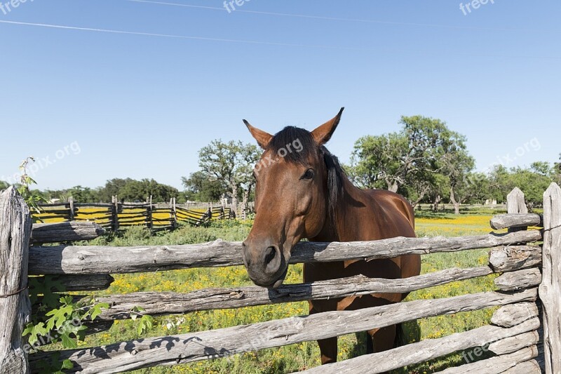 Horse Corral Fence Ranch Animal