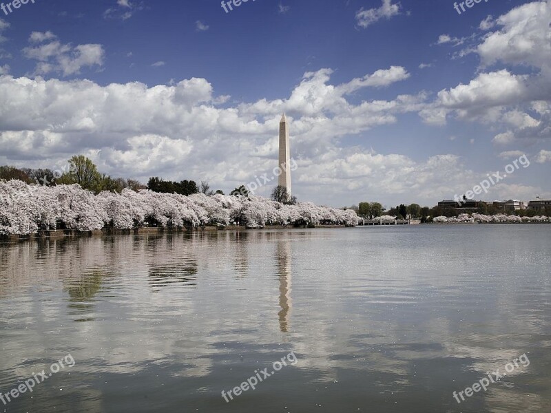 Washington Monument Cherry Trees Blossoms Water Reflection