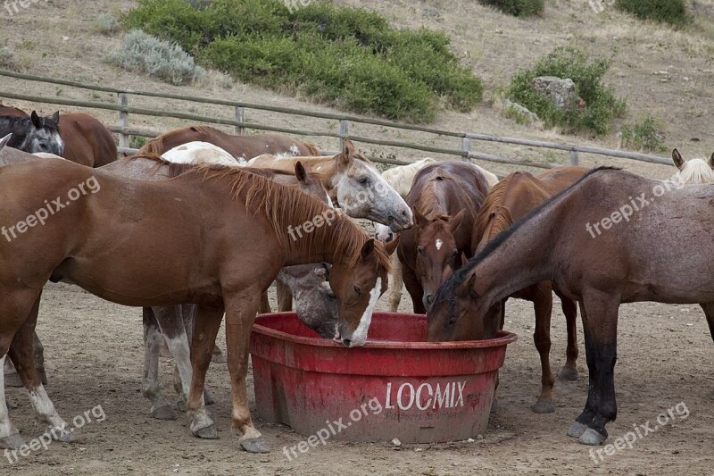 Horses Grazing Eating Ranch Dude