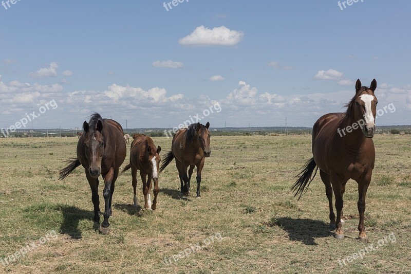 Quarter Horses Ranch Agriculture Equine Equestrian