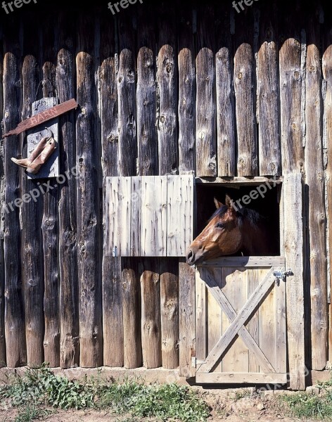 Horse Barn Door Head Ranch