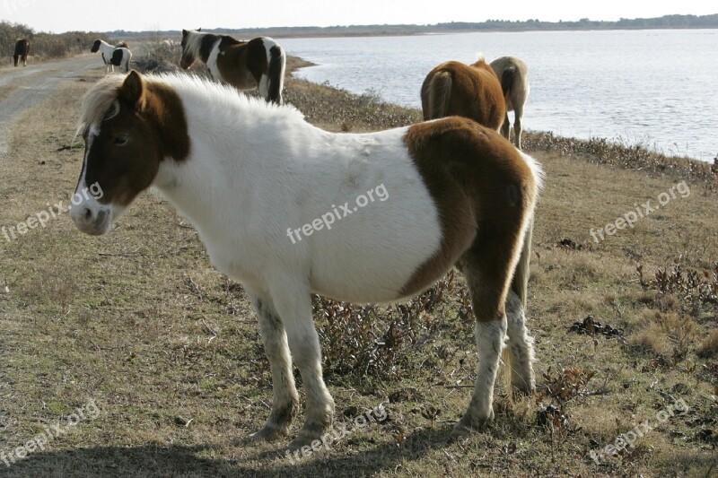 Wild Ponies Grazing Ponies Chincoteague Island Virginia