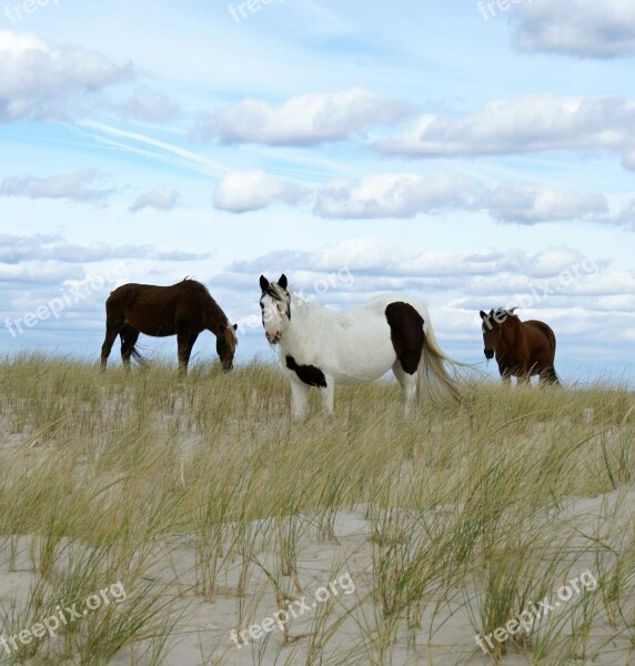 Wild Ponies Grazing Ponies Chincoteague Island Virginia