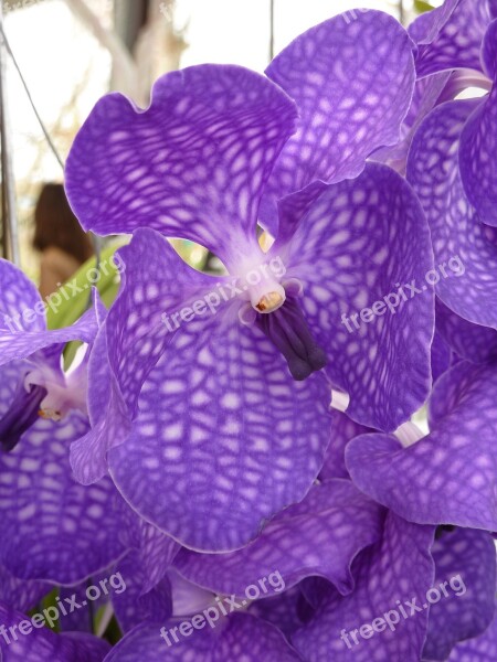 Orchid Purple Flower Beautiful Plant