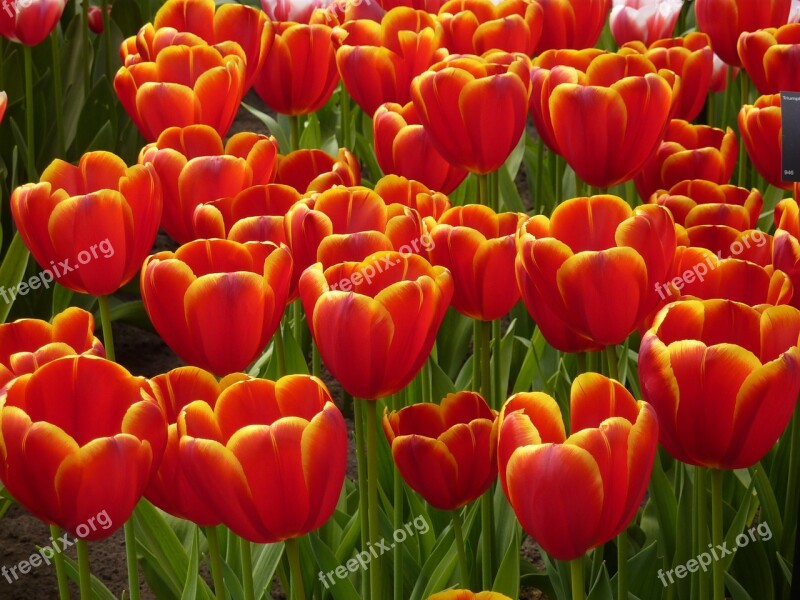 Tulip Keukenhof Spring Blossom Bloom