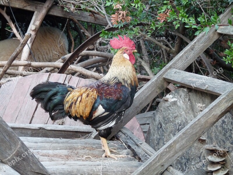 Cock Rooster Turkey Antalya Free Photos