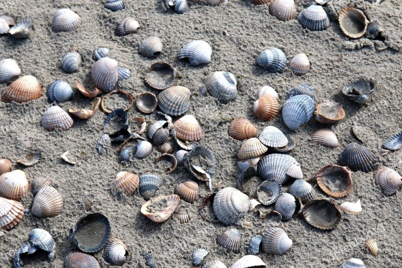 Mussels Cockle Mussel Nature Beach