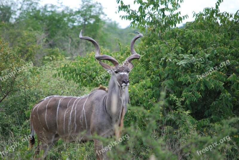 Kudu South Africa Animal Kruger Park Safari