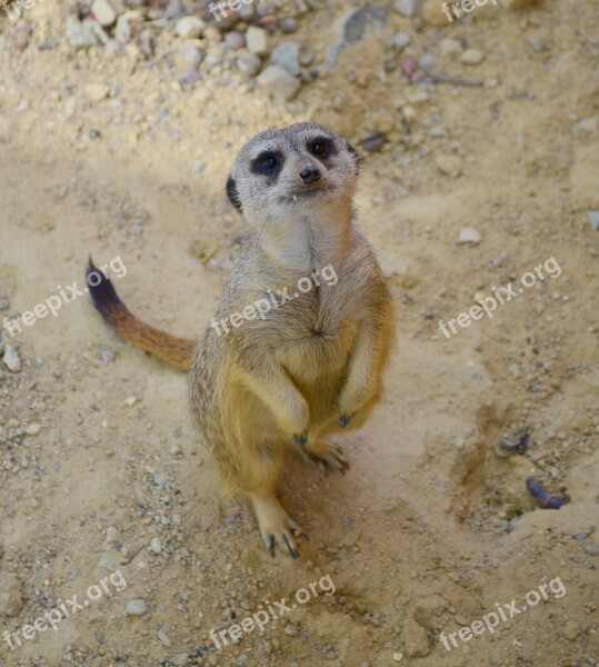 Zoo Mammal Animal Meerkat Cute