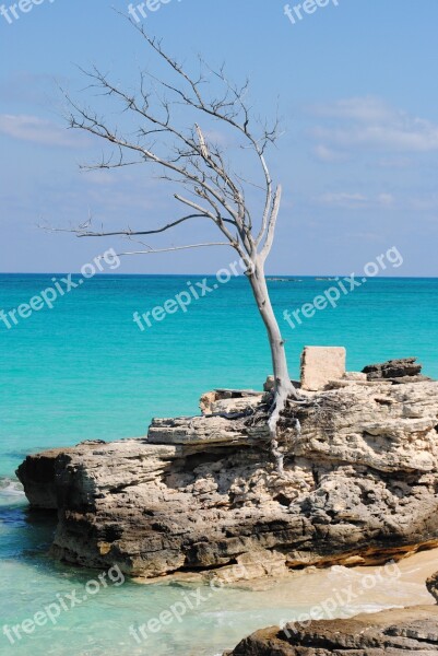 Tree Ocean Sea Caribbean Saint Martin