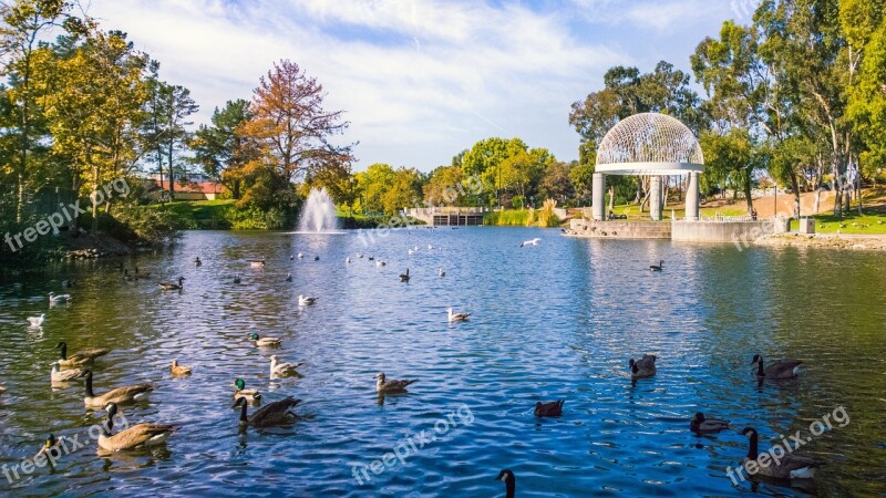 Instead Water Fountain Ducks Free Photos