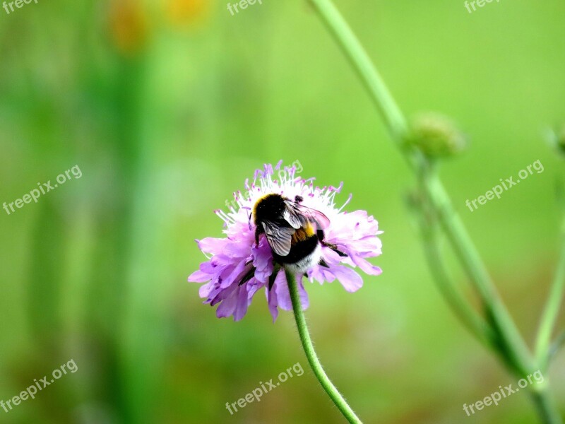 Hummel Blossom Bloom Flower Insect