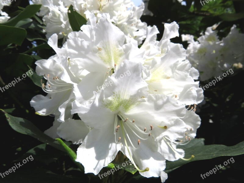 Rhododendron White Blossom Bloom Nature