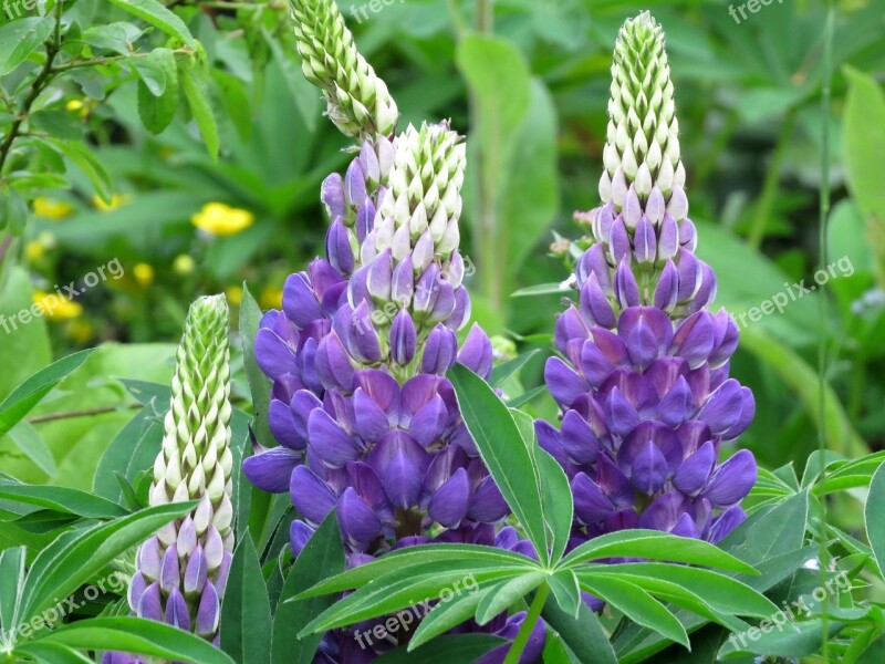 Lupine Purple Garden Nature Flowers