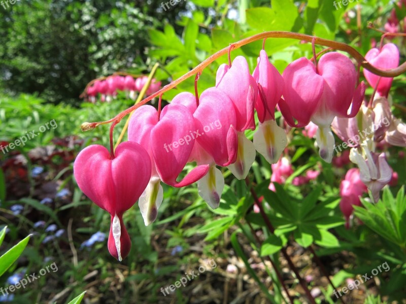 Flower Bleeding Heart Pink Green Garden