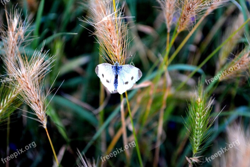 Butterfly White Grass Insecta Free Photos