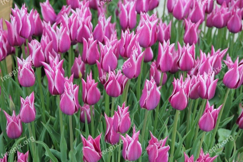 Tulips Camp Flowers Bouquet Pink