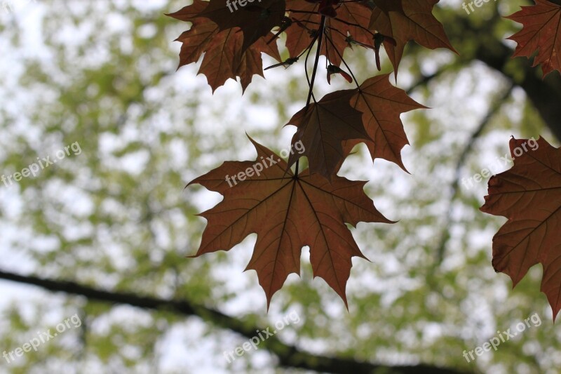 Maple Leaves Shadow Images Autumn