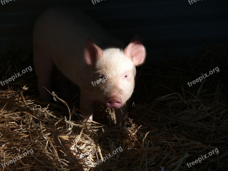 Pig Piglet Pork Face Snout