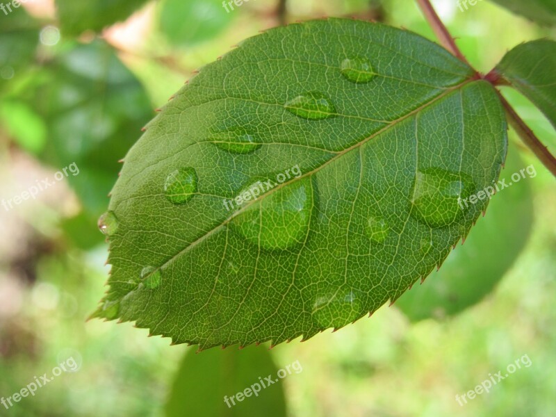 Leaf Drip Rose Rosenblatt Jagged