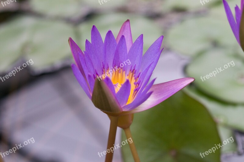 Water Lily Purple Aquatic Plant Flower Nature