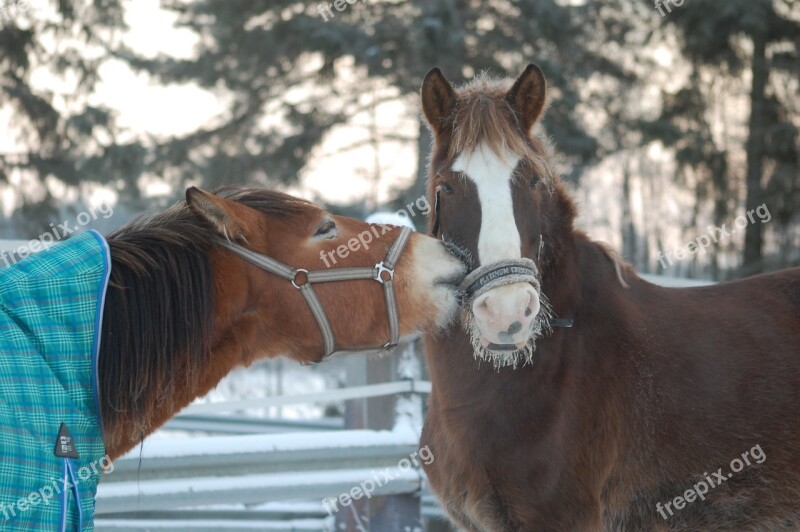 Horse The Finnish Horse Winter Animal Snow