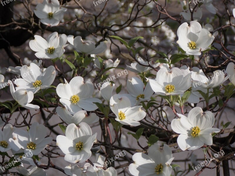 Dogwood Tree White Flower Dogwood White Spring