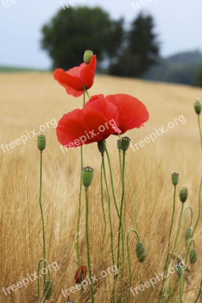 Poppy Flower Poppy Flower Red Poppy Free Photos