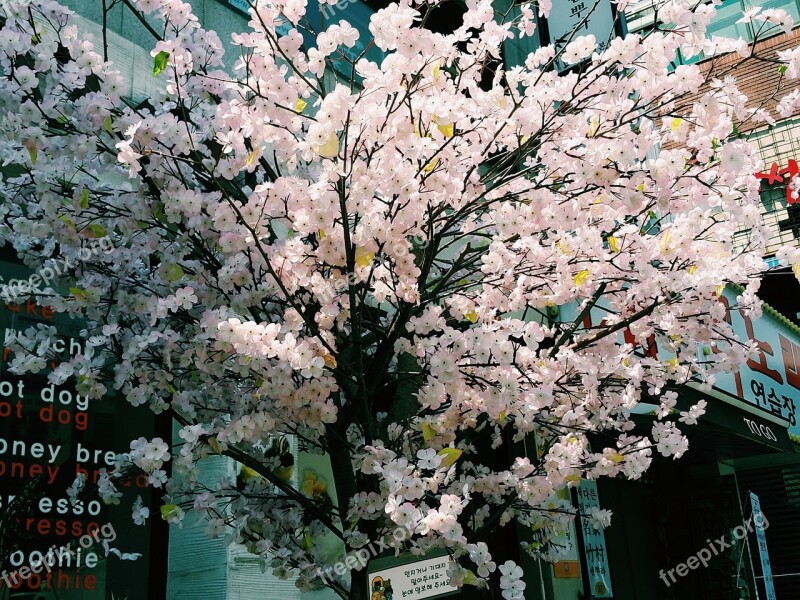 Faux Wood Cherry Blossom Tree The Sum Cherry Blossom Seoul