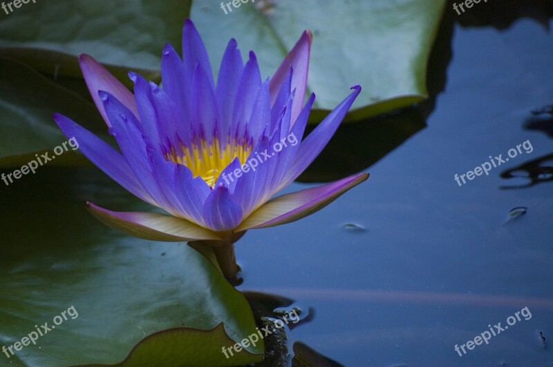 Lily Flower Hévíz Ponk Water Lily