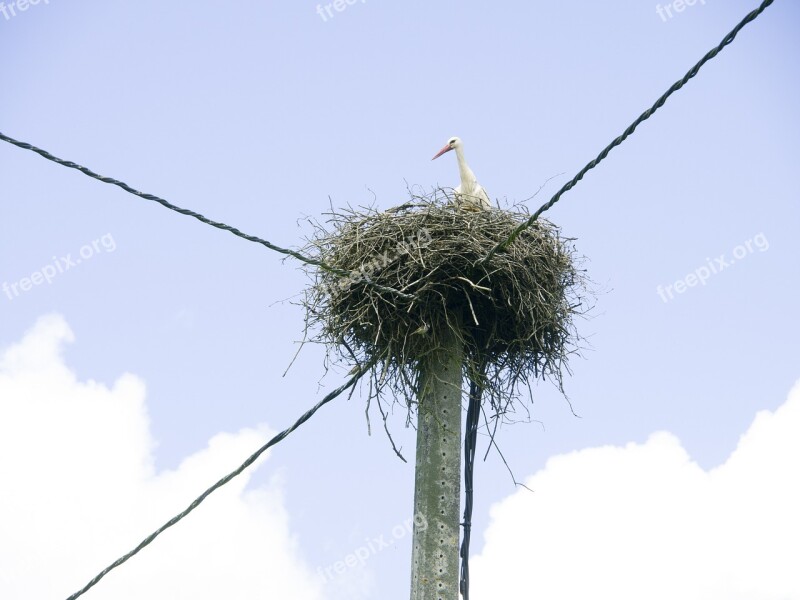 Stork Nest Post Castro Read Riveras Free Photos