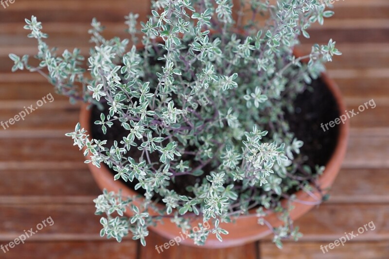 Thyme Herbs Spice Plant Spring