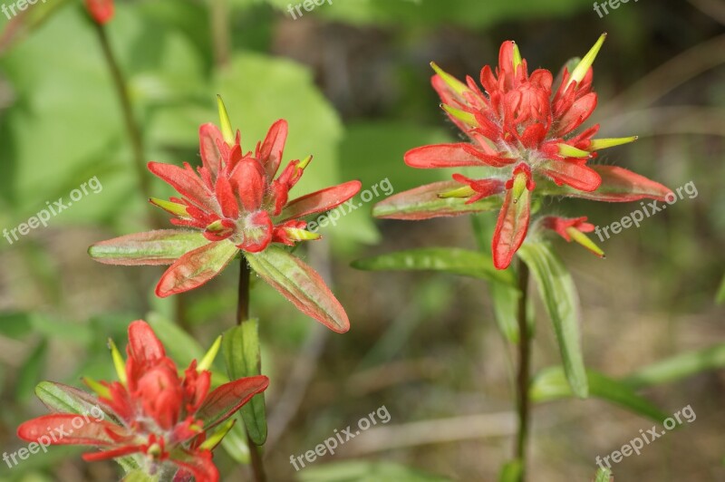 Canadian Rare Wildflower Free Photos