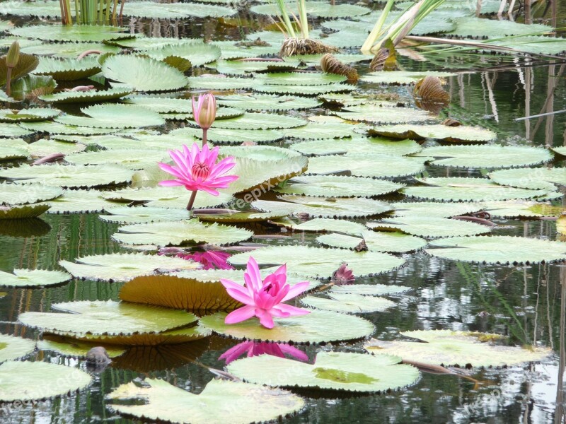 Lily Pad Pond Lily Flower Pad Green