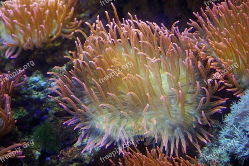 Anemones Coral Underwater Meeresbewohner Marine Life