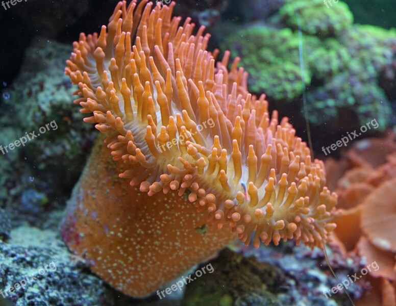 Anemones Coral Underwater Aquarium Water