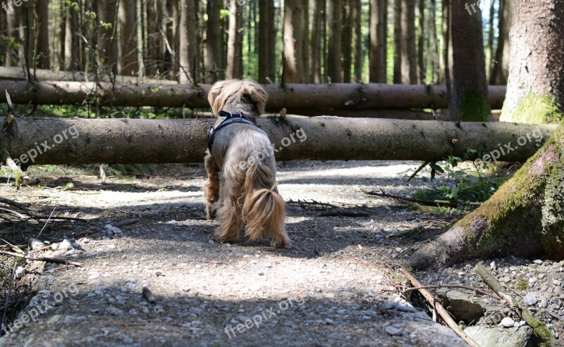 Away Path Obstruction Hurdle Barrier