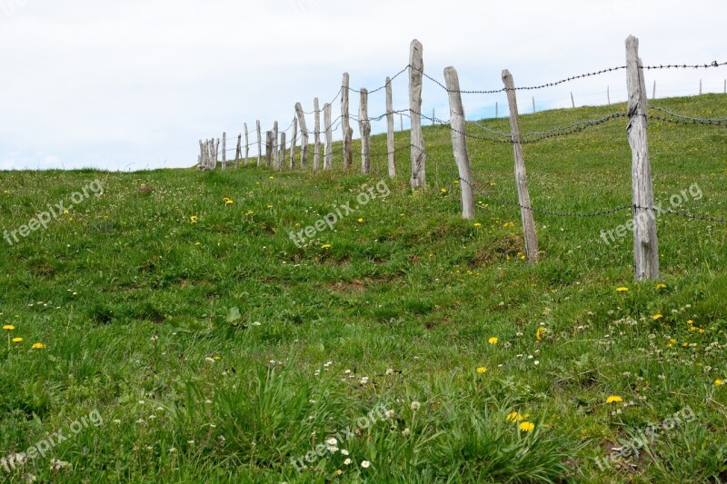 Pasture Meadow Nature Green Fence