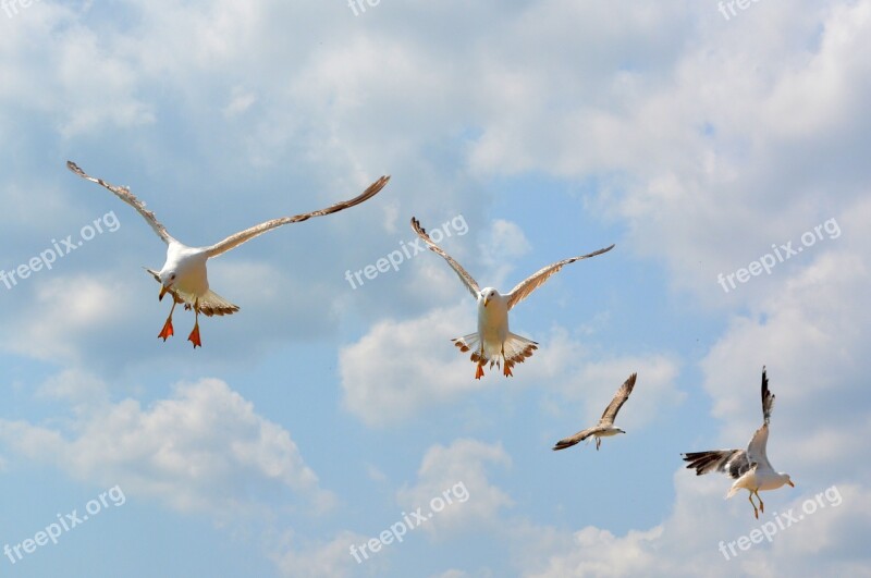 Seagull Stol Birds Flight Sky