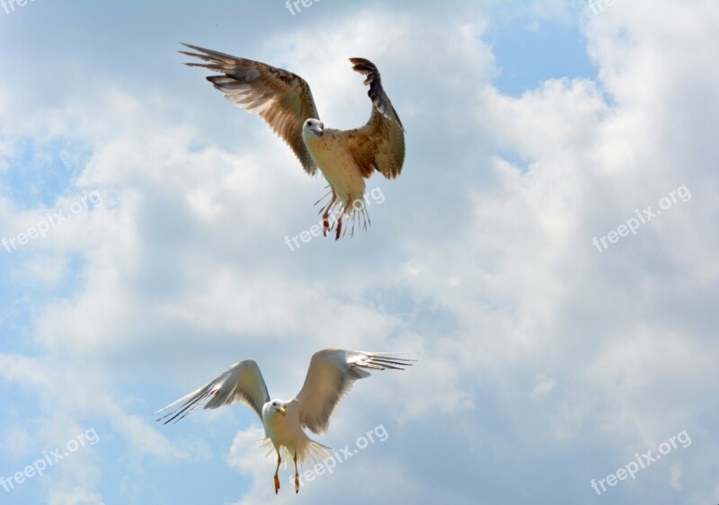 Seagull Stol Birds Flight Sky