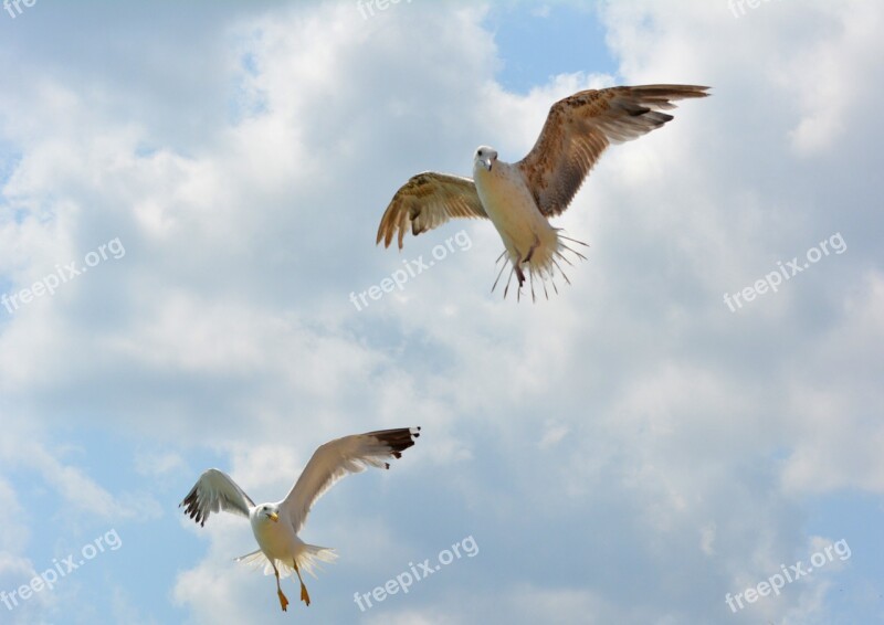 Seagull Stol Birds Flight Sky