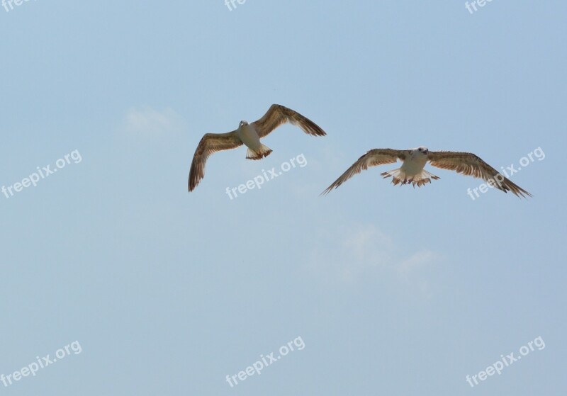 Seagull Stol Birds Flight Sky