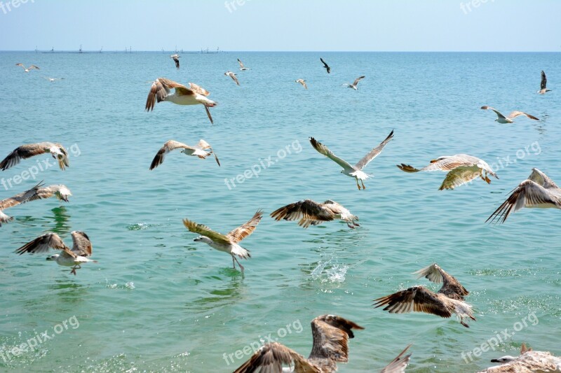 Seagull Stol Birds Flight Water