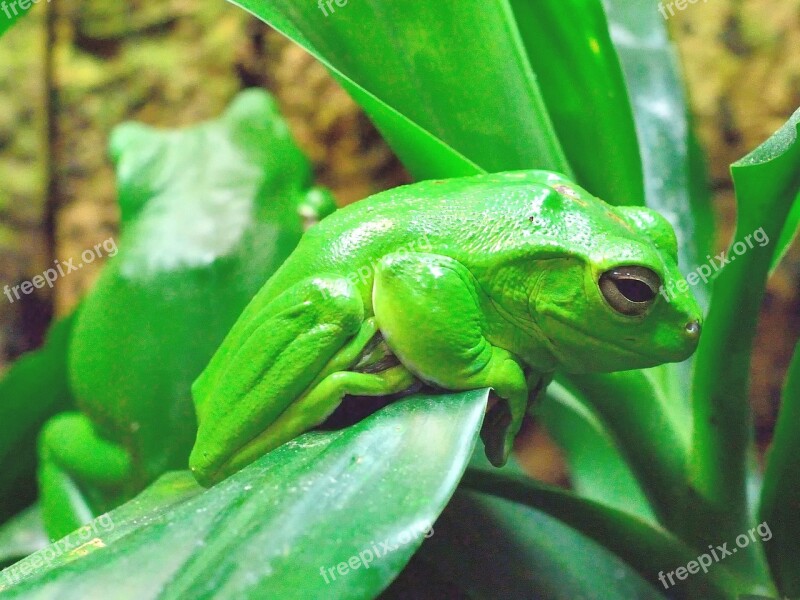 Frog Green Amphibian Bright Free Photos