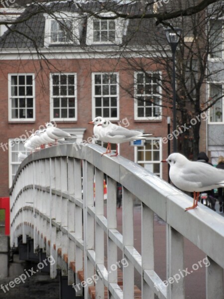 Seagulls Birds Seagull Animal Wings