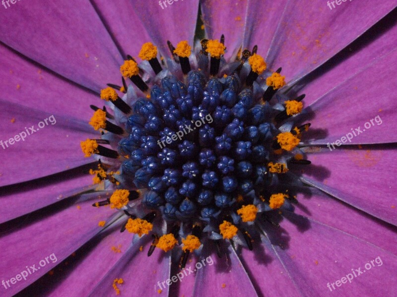 Marguerite Bornholm Marguerite Purple Blossom Bloom