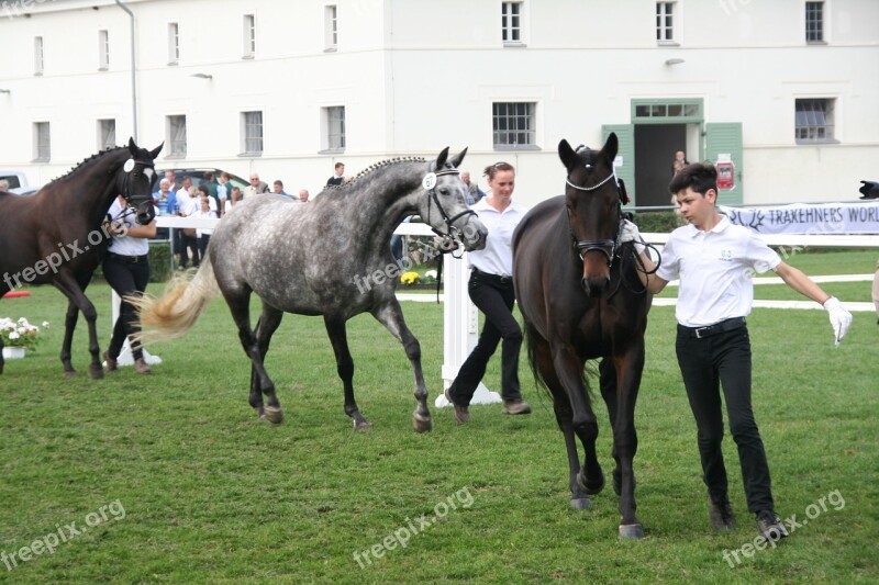 Trakehner Horse Federal Mares Show Breeding Show Breeding