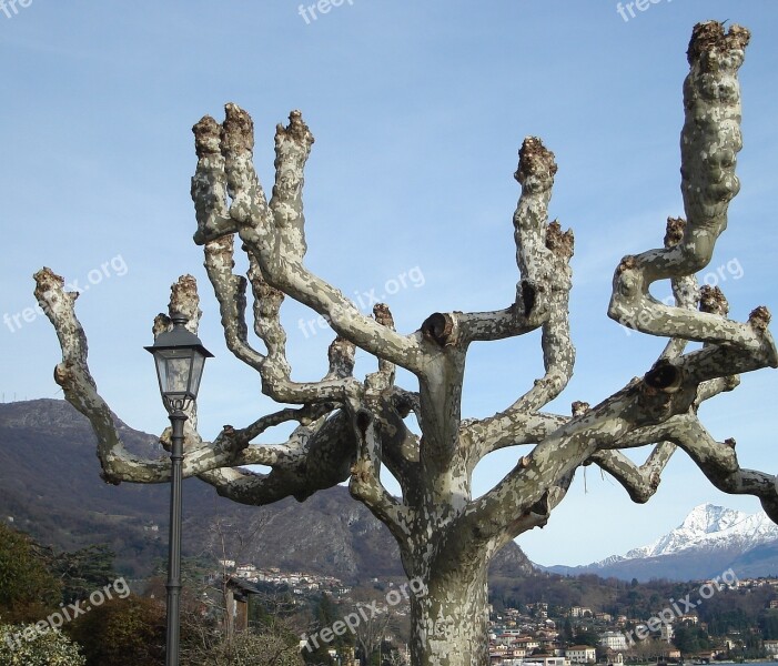 Tree Branches Twisted Branches Arms Nature