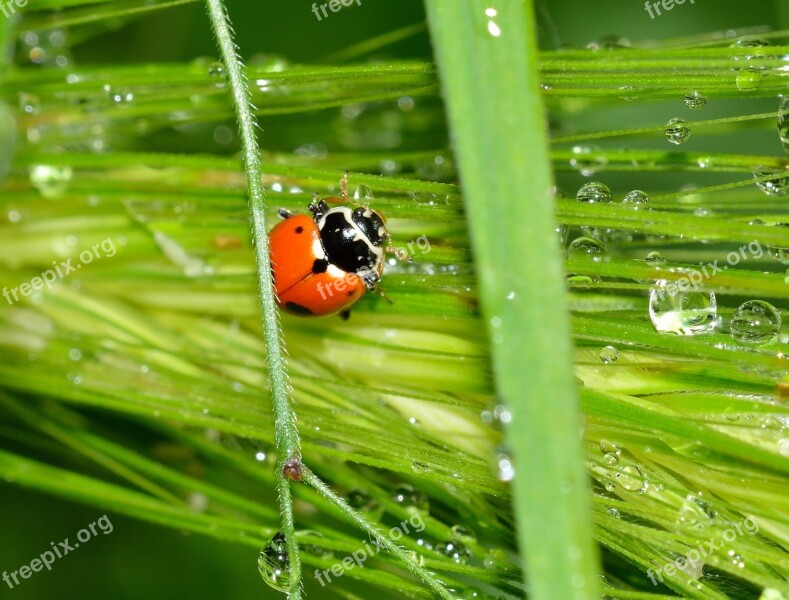 Ladybug Insects Beetles Sectepuntata Free Photos